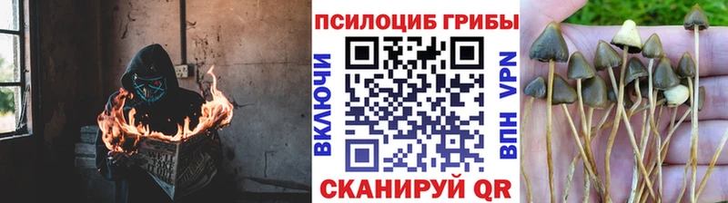 Псилоцибиновые грибы Psilocybe  что такое   Гороховец 